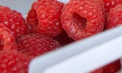 Izze Sparkling Juice Variety Pack